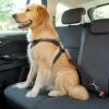Anclaje universal de coche para perro con mosquetón resistente de Arquivet