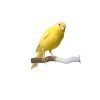 Percha para loros Grooming con Lima uñas - Imagen 2