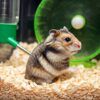 Hamster ruso en la jaula voltrega