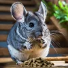 Versele-Laga Complete Chinchilla & Degu 500gr - Imagen 2