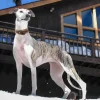 Collar Galgo de Cuero Marrón - Imagen 2