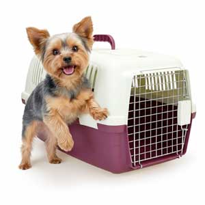 Perro Yorkshire feliz junto a su transportín, solución ideal para el viaje y transporte seguro de mascotas pequeñas.