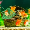 Muestra de red para peces