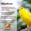 Beneficos del negrillo Vinci