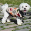 Perro vestido con Nayeco Jersey huellas