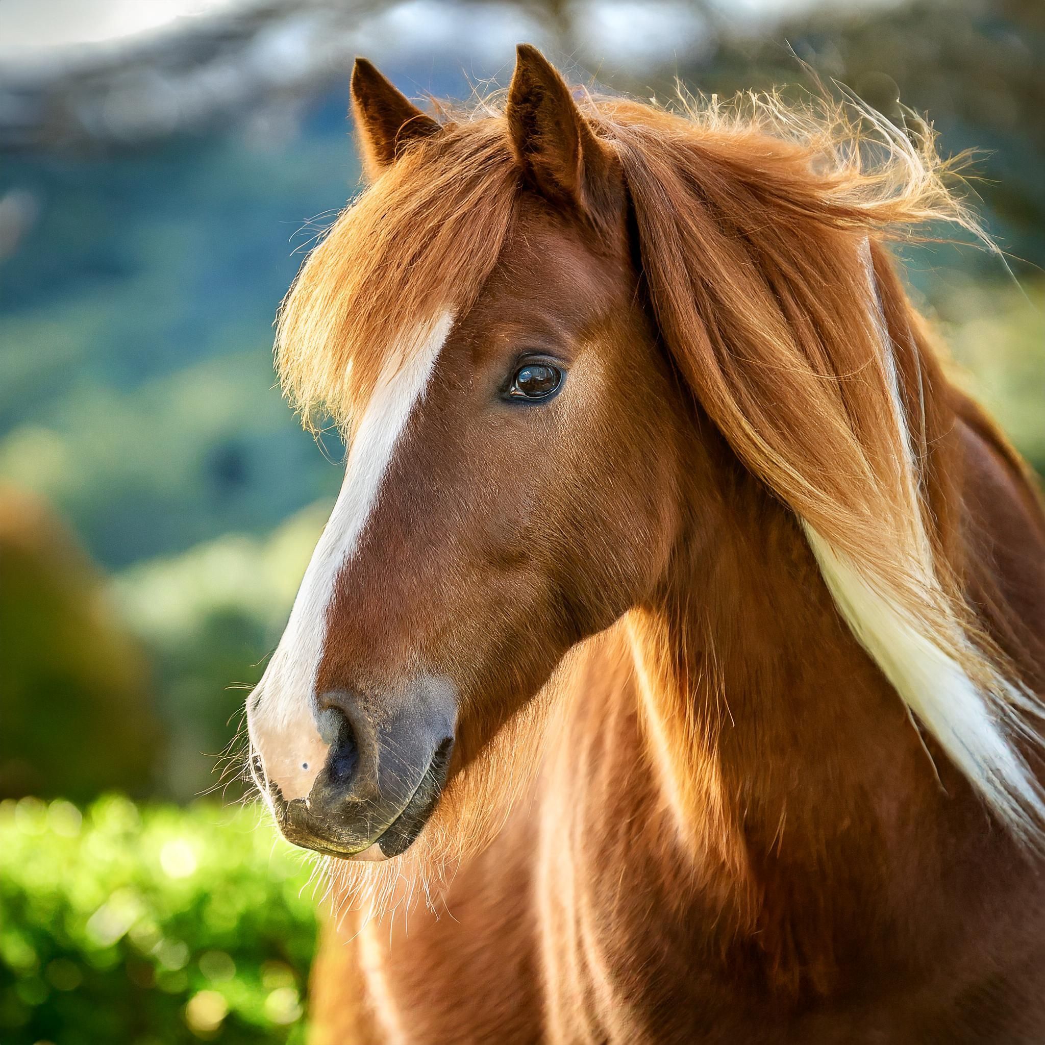 Cabello brillante a los caballos
