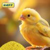 Pájaro canario amarillo comiendo pasta de cria Raff easy