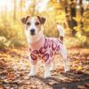 Perro Jack Russell usando un jersey de punto para perro de color rosa con corazones en un bosque otoñal.