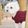 Adorable perro blanco mediano vistiendo un jersey para perros de punto trenzado color burdeos durante un paseo.