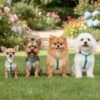 Cuatro perros de razas pequeñas y toy con el Arnés para Perros Nayeco aguamarina en un jardín con flores.