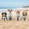 Grupo de perros de varias razas en la playa luciendo el cómodo Arnés para Perros Basic Nayeco color aguamarina.