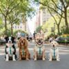 Perros de raza mediana y cachorros con el Arnés para Perros Nayeco aguamarina sentados en un parque de la ciudad.