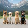Cuatro perros de razas grandes usando el Arnés para Perros Basic Nayeco aguamarina en un paisaje de montaña.