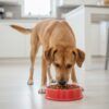 Comedero Lento para Perros Glotones Rojo 23cm - Imagen 2