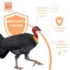 Menforsan COMPLET 500ml - Suplemento Vitamínico para Gallinas y Aves de Corral - Imagen 4