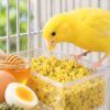 Canario amarillo comiendo la Pasta de Cría para Canarios Cracos Huevo y Miel