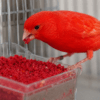 Detalle de la textura esponjosa y semillas de la pasta de cría roja pigmentante para aves